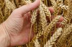 Турция призывает продлить зерновую сделку из-за угрозы кризиса с продовольствием