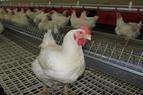Минторговли Турции планирует ввести запрет на экспорт курицы для сдерживания цен