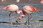 Тысячи фламинго совершили остановку на озере Эбер в Турции