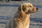 Парламент Турции рассмотрит законопроект об эвтаназии бродячих собак