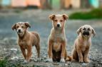 В Турции предлагают усилить меры по стерилизации собак вместо проекта по усыплению, предложенного ПСР