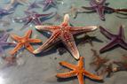 ПРООН запустила проект по борьбе с хищными морскими звездами в турецких морях
