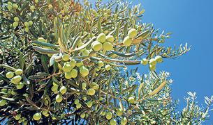В Балыкесире используют новейшие технологии для сохранения оливковых деревьев