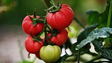 Простые домашние удобрения для помидоров и огурцов