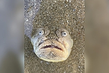 На пляже Сингапура нашли рыбу с «лицом Голлума»