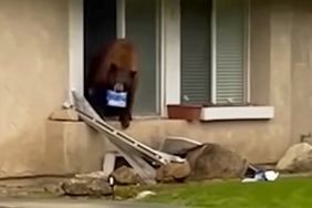 Bear Nicknamed Oreo Raids Homes For Desserts