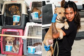 Mr. MaGoo and Pups arrive in Miami Antigua Rescue Flight