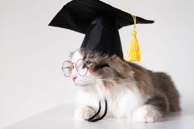 A smart gray cat in a graduation hat and glasses sits on an isolated white background. The pet graduated from the university.