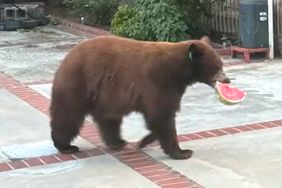bear steals and eats watermelon