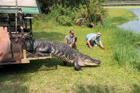 Alligator Relocated After Visiting Air Force Base Twice
