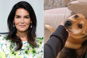 Angie Harmon Says Instacart Driver Shot and Killed Her Dog