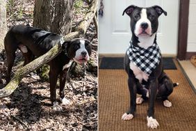 Obie, Dog Left Tied to Tree Is Rescued and Now Up for Adoption