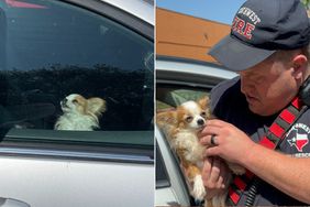Firefighters Save Dog From Abandoned Car 