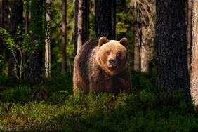 Bear Walking In The Woods