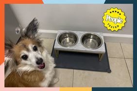 A dog sitting next to the Frisco Marble Print Stainless Steel Double Elevated Dog Bowl