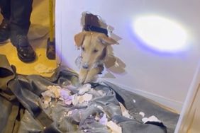 Dog Gets Trapped in Wall and Rescued By Fire Department 