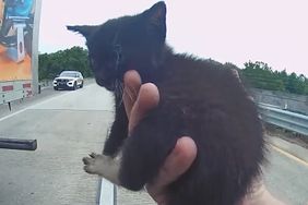 Officer Rescues Kitten from Roadway