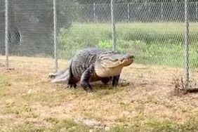 Massive gator wrangled in florida