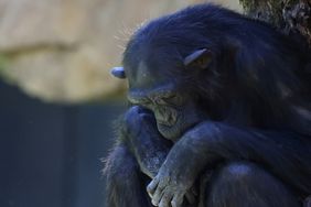 Natalia, a chimpanzee that has carried her dead baby for months, which experts say must be respected and reveals that grieving is not exclusive to humans, looks on as she sits on a rock at Valencia's Bioparc, Spain May 16, 2024
