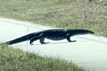 Invasive Lizard âAround 5 Feet Longâ Spotted Off Road in Florida