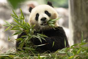 Pandas Return to the Smithsonian's National Zoo