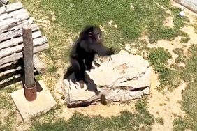 Zoo Chimp throws sandal back to owner