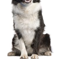 Border Collie, 14 months old, sitting in front of white background