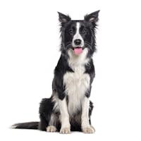 Young Black and white Panting Border collie sitting and looking at the camera, One year old