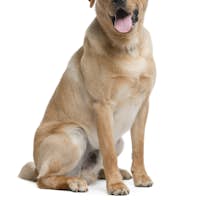 Labrador retriever, 12 months old, sitting in front of white background