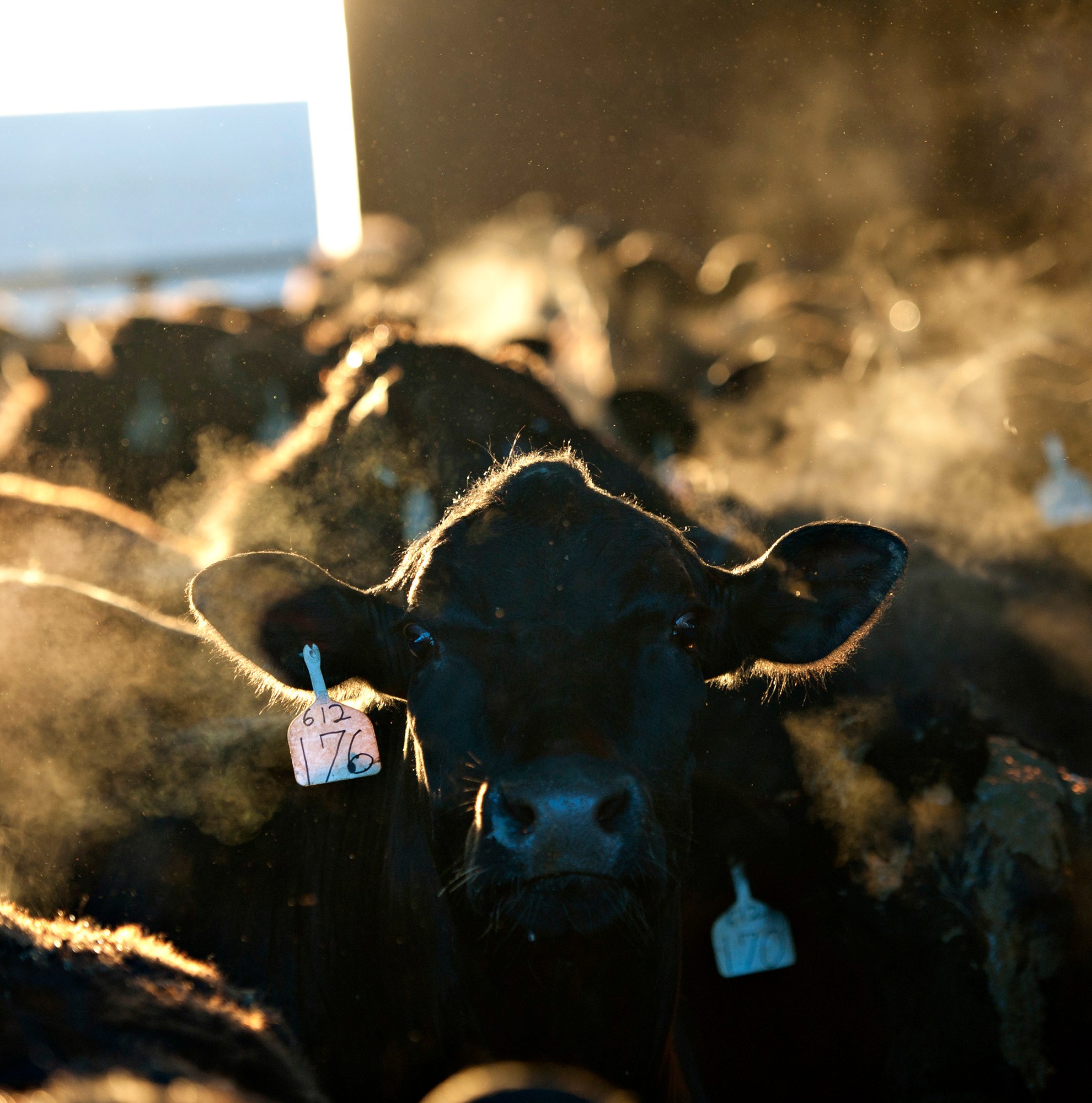 “Climate-friendly” beef could land in a meat aisle near you. Don’t fall for it.