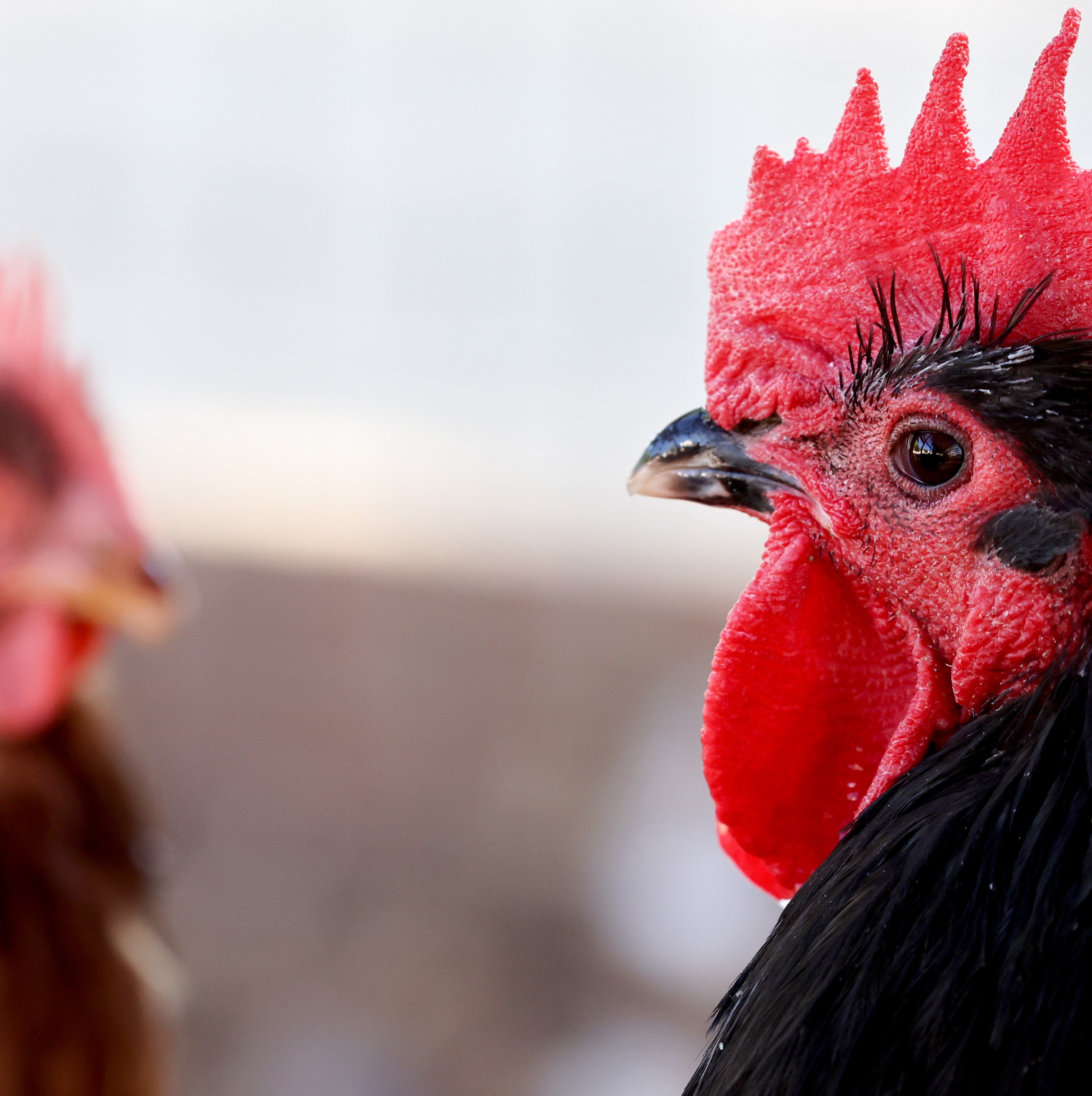 No one wants to think about pandemics. But bird flu doesn’t care.