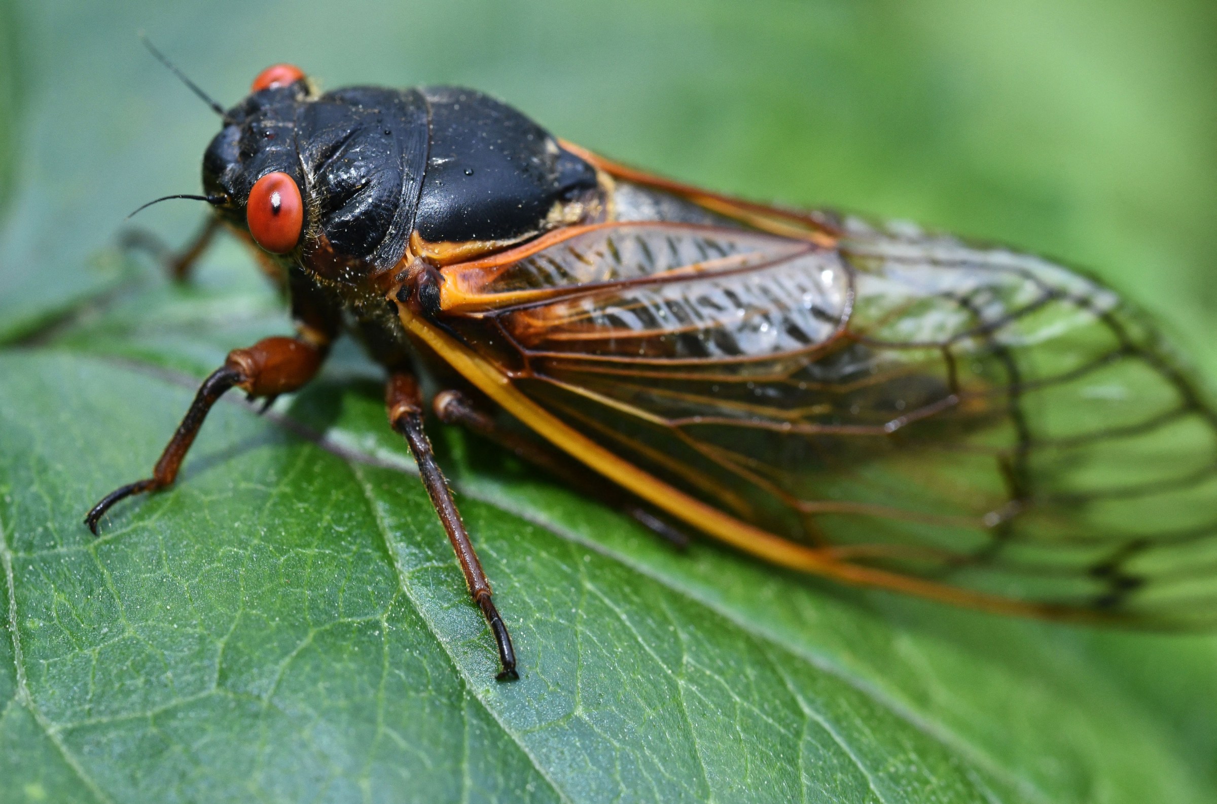 A periodical cicada in Chevy Chase, Maryland, in the spring of 2021.