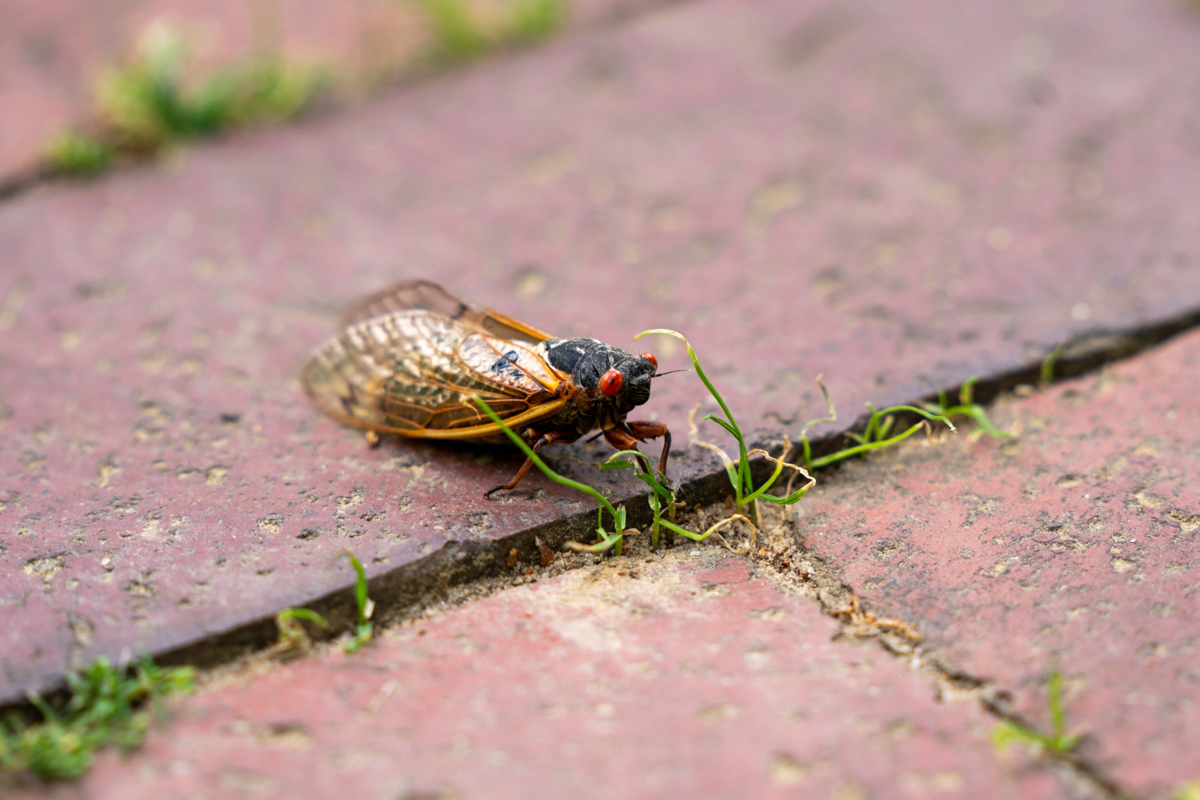 An adult Brood XIX cicada on a sidewalk at University of North Carolina at Chapel Hill on May 1.