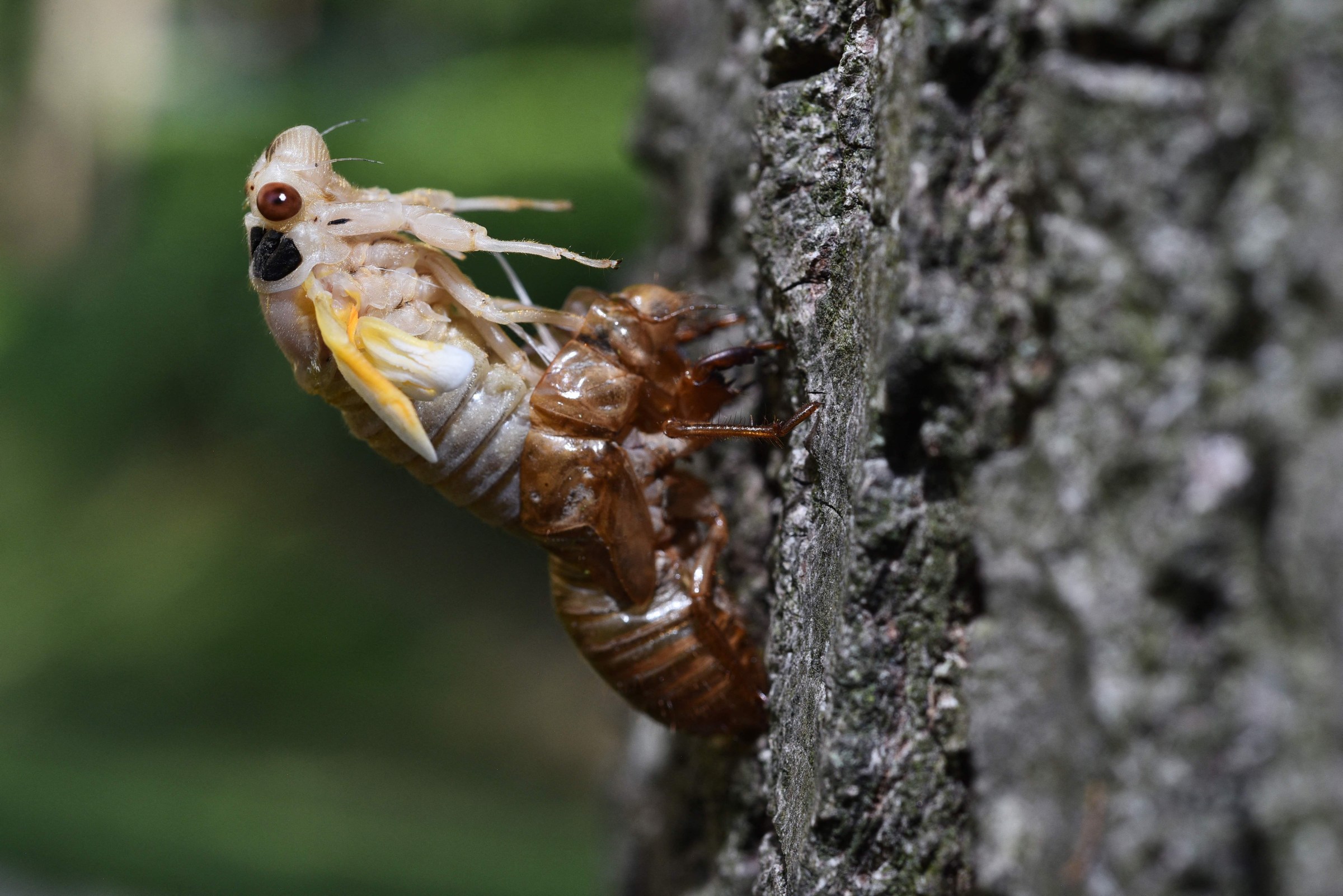 A cicada from Brood X mid-molt in Washington, DC in 2021.