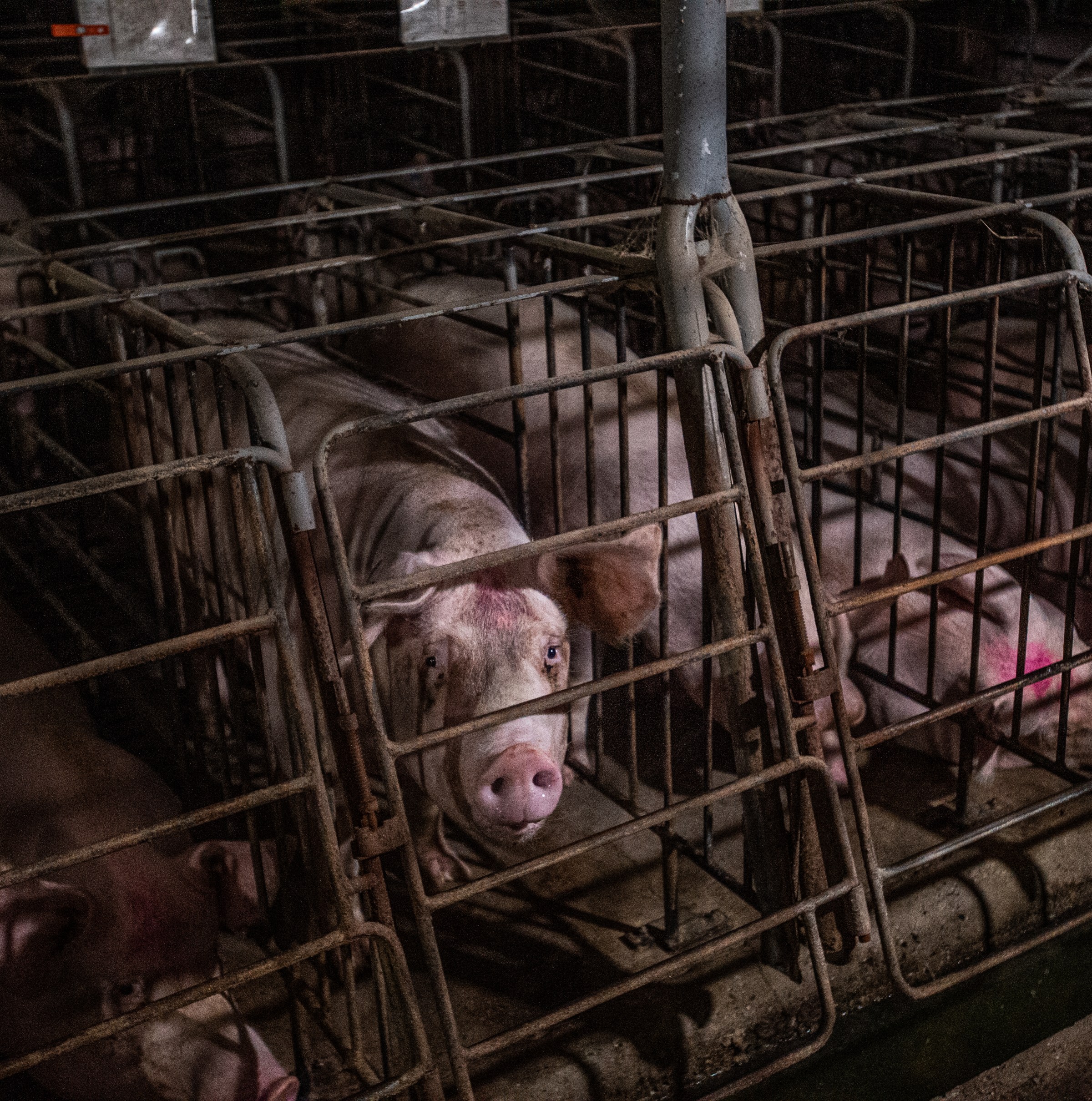 Republicans want to put pigs back in tiny cages. Again.
