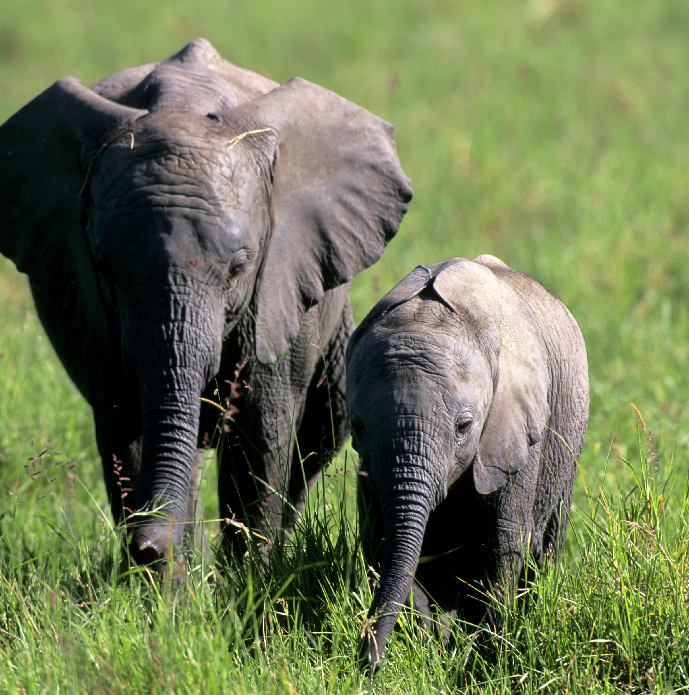 Elephants have names — and they use them with each other