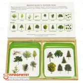 Комплект карточек Монтессори «Деревья по среде»