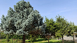 Spring Park, Green Trees (Парк весной. Зеленое раздолье)