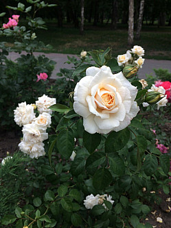 Роза Флорибунда (Floribunda), белая
