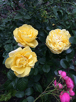 Роза Флорибунда (Floribunda), жёлтая