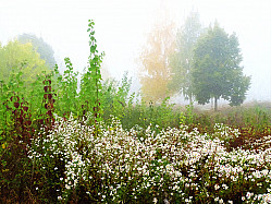 Цветы в тумане