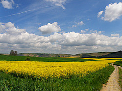 желтые поля