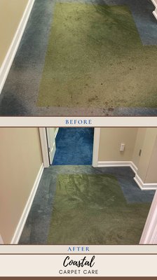 Photo of Coastal Carpet Care - Fairhope , AL, US. Let us remove built up gunk, dirt and stains from your high traffic areas with our deep carpet cleaning.
