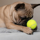 Playful french bulldog with ball at home portrait - PhotoDune Item for Sale