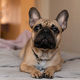 French bulldog at home portrait - PhotoDune Item for Sale