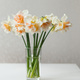 narcissus flower bouquet in small glass vase at home - PhotoDune Item for Sale