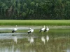 Four storks wading in a flooded rice paddy
