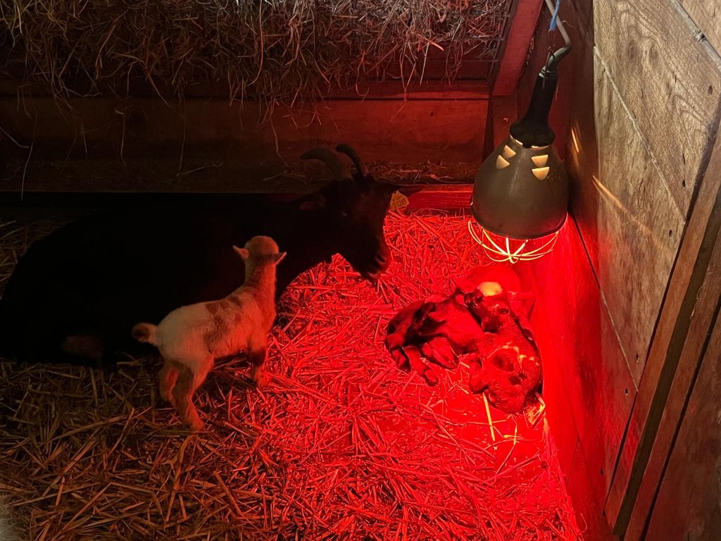 Een warme lamp houdt de pasgeborenen op temperatuur.