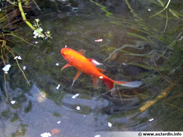 Le poisson rouge, un classique du bassin