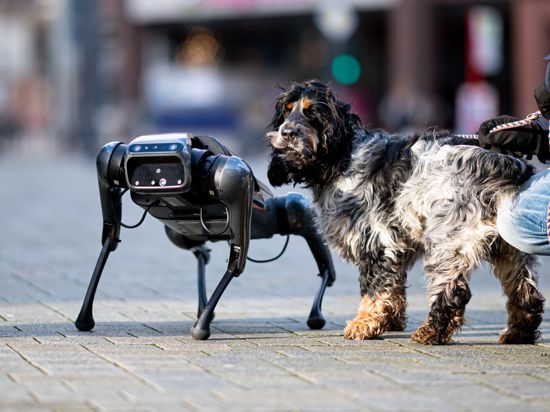 Ein Roboterhund vom Typ Cyberdog vom chinesischen Hersteller Xiaomi wird während eines PR-Termins in der Innenstadt von Hund Addi beschnüffelt. +++ dpa-Bildfunk +++